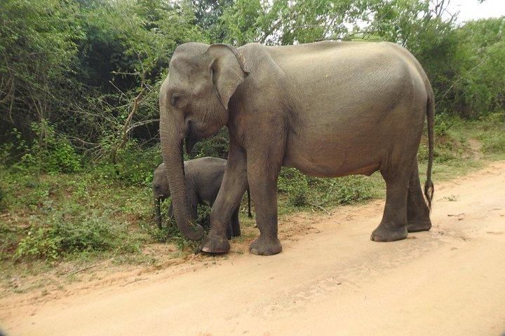 Yala : , Special Leopard and Elephantsサファリツアー