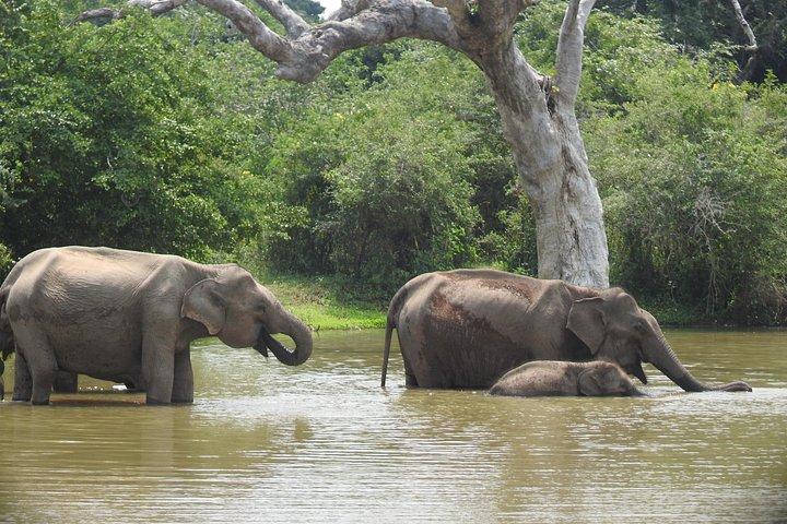Yala : , Special Leopard and Elephantsサファリツアー