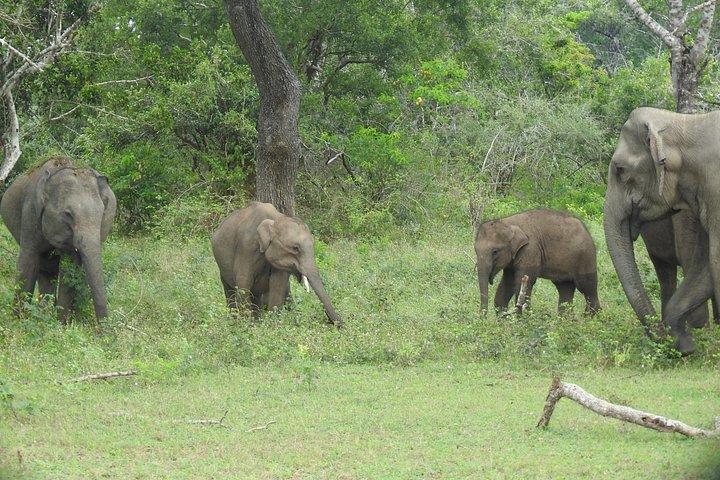 Yala : , Special Leopard and Elephantsサファリツアー