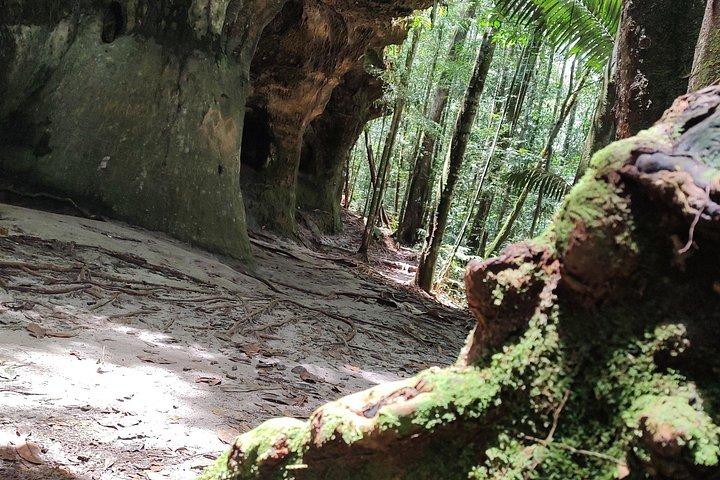 Um Dia na Floresta com Caminhadas, Cavernas e Cachoeiras