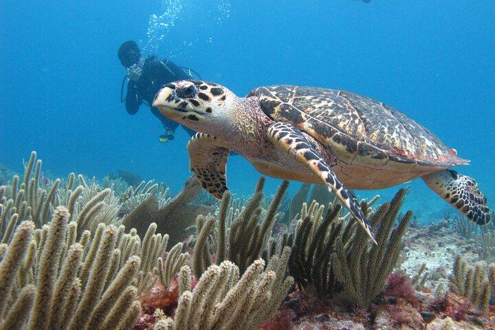 PADI Open Water Diving Certification Course Activity