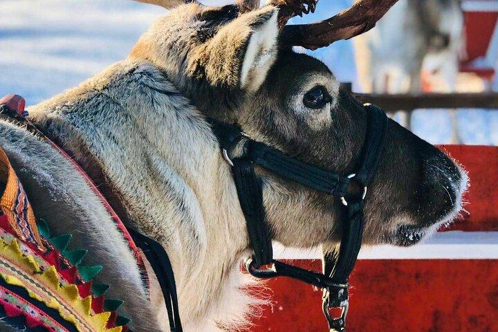 Arctic Animals Adventure med frokostbuffet