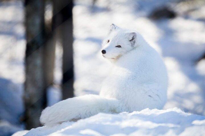 Polarbär Abenteuer Nachmittagsausflug