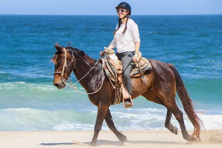Cavalgadas na praia com transferência de Sharm El Sheikh