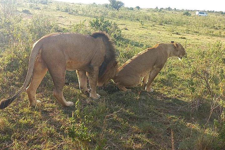 3 Days Adventure Tour in Masai Mara