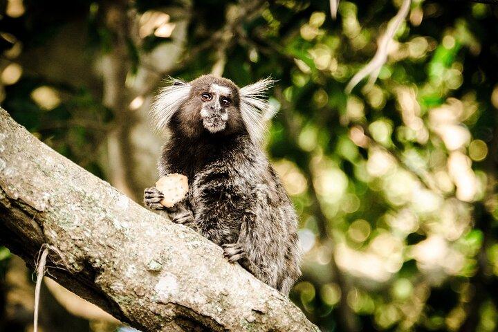 Top Tijuca Forest Private Tour mit Botanischem Garten