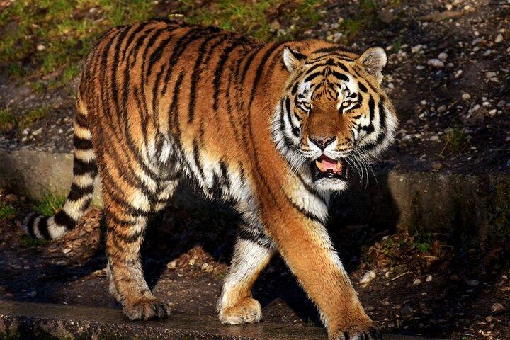 Au départ de Jaipur Ranthambore Tiger Safari Day Trip