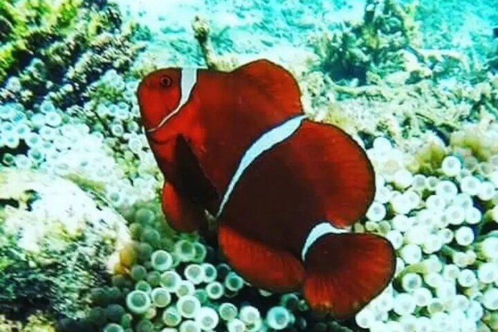 Private Bali snorkling ved blå lagune