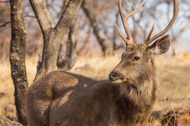 Au départ de Jaipur Ranthambore Tiger Safari Day Trip