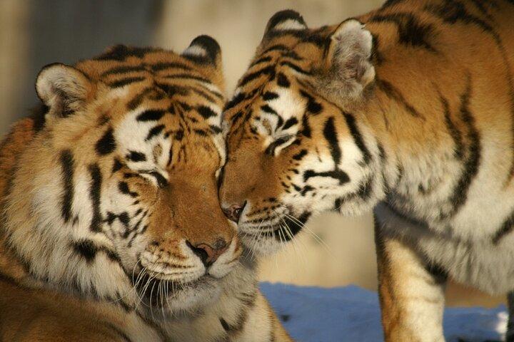 Au départ de Jaipur Ranthambore Tiger Safari Day Trip