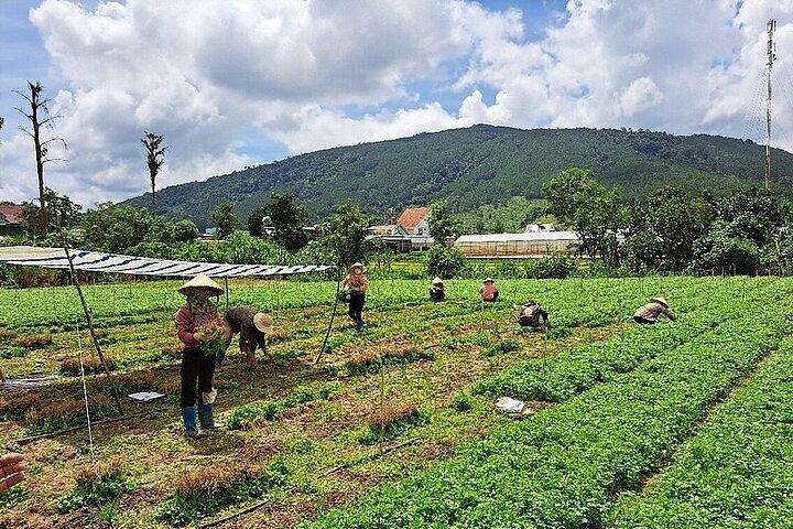 Da Lat Loop Tour - Private Autotour