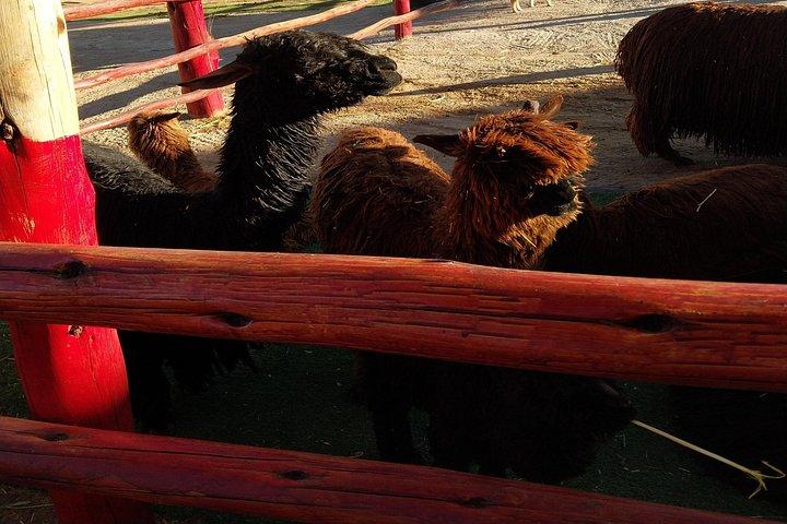 Cusco City Tour Fire ruiner på en halv dag