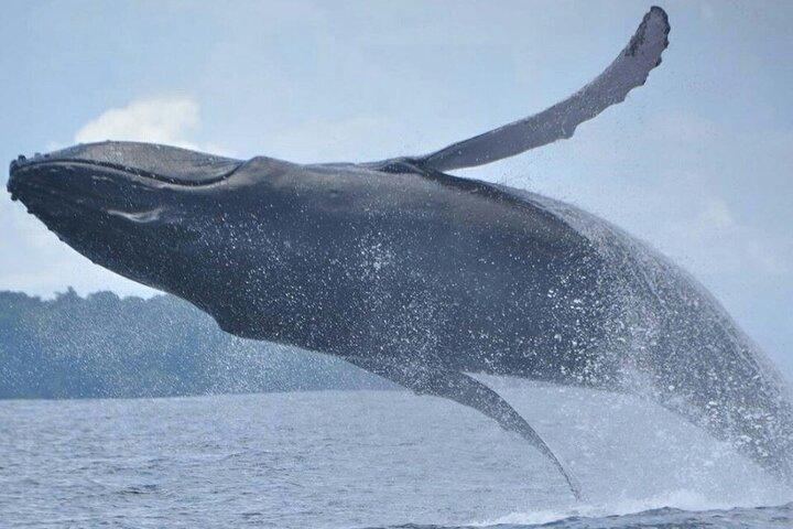 Tour di osservazione di balene e delfini da Manuel Antonio