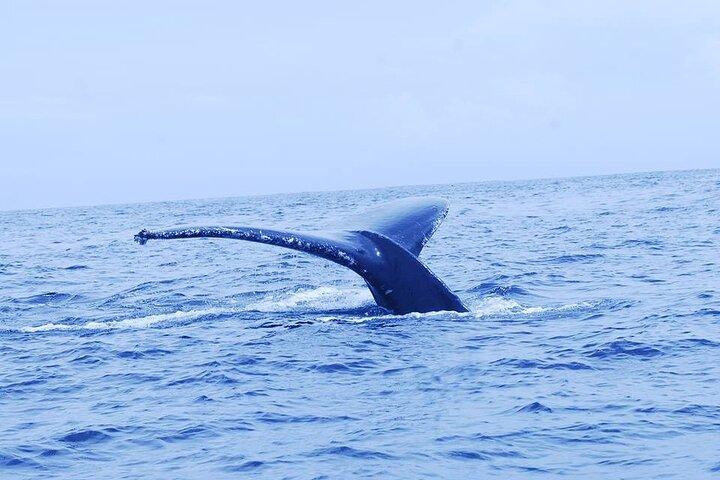Tour di osservazione di balene e delfini da Manuel Antonio