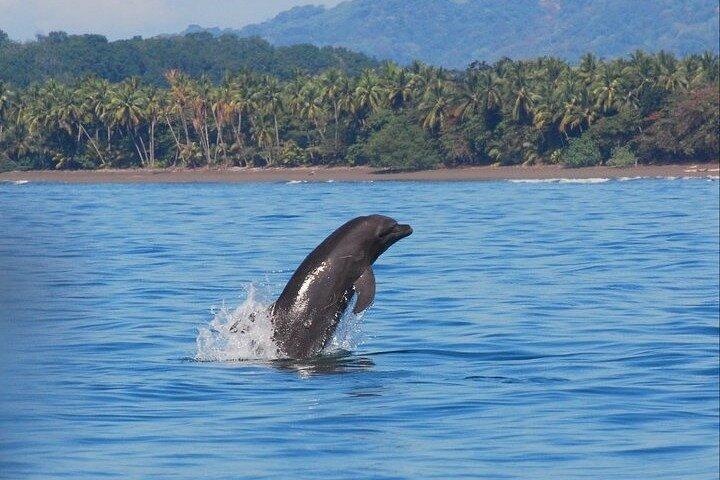 Tour di osservazione di balene e delfini da Manuel Antonio