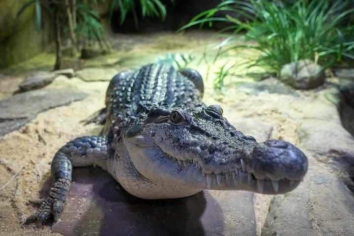 Reptile House Experience at Melbourne Zoo - excl. entry