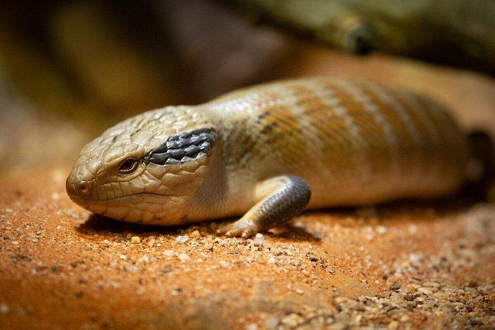 Reptile House Experience at Melbourne Zoo - excl. entry