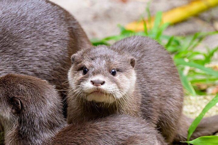 Otter Experience at Melbourne Zoo - excl. entry