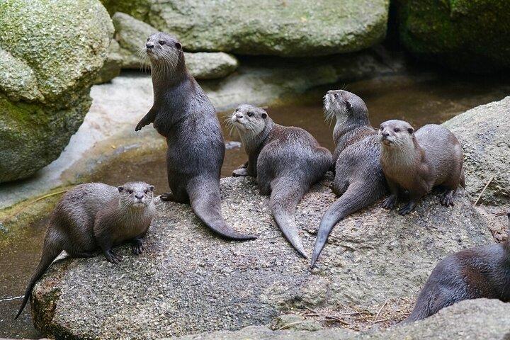 Otter Experience at Melbourne Zoo - excl. entry