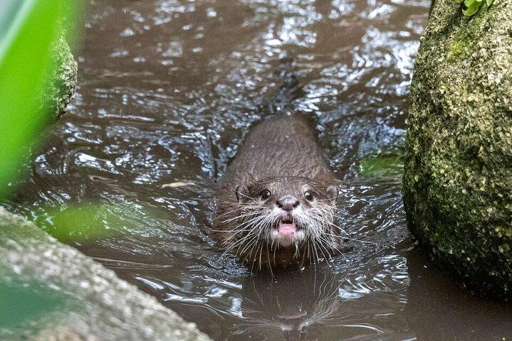 Otter Experience at Melbourne Zoo - excl. entry