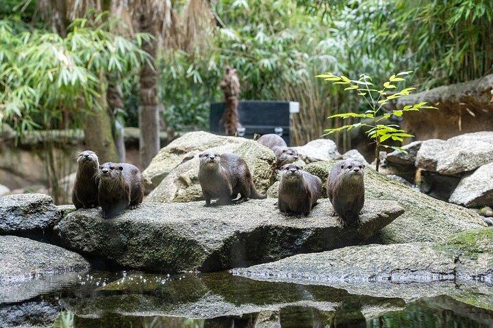 Otter Experience at Melbourne Zoo - excl. entry