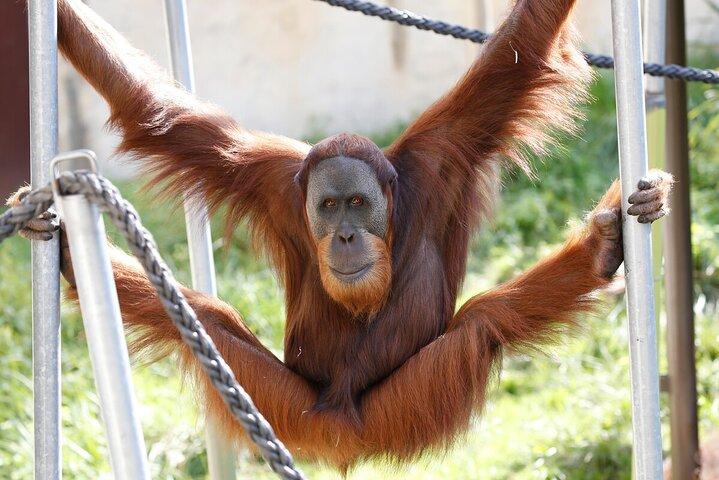 メルボルン動物園でのオランウータン体験 - 費用を除くエントリ