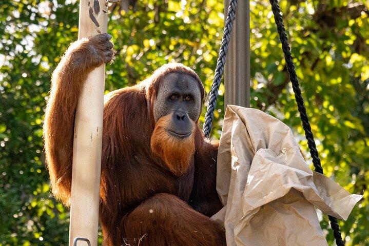 メルボルン動物園でのオランウータン体験 - 費用を除くエントリ