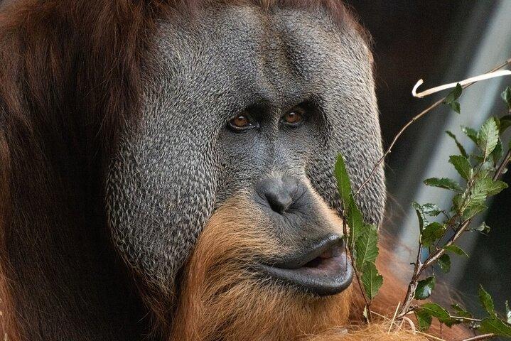 メルボルン動物園でのオランウータン体験 - 費用を除くエントリ