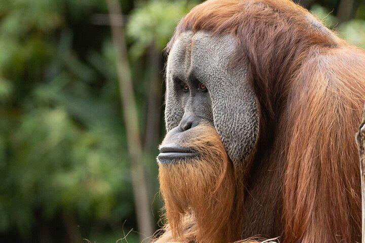 メルボルン動物園でのオランウータン体験 - 費用を除くエントリ