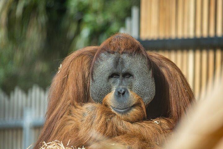 メルボルン動物園でのオランウータン体験 - 費用を除くエントリ