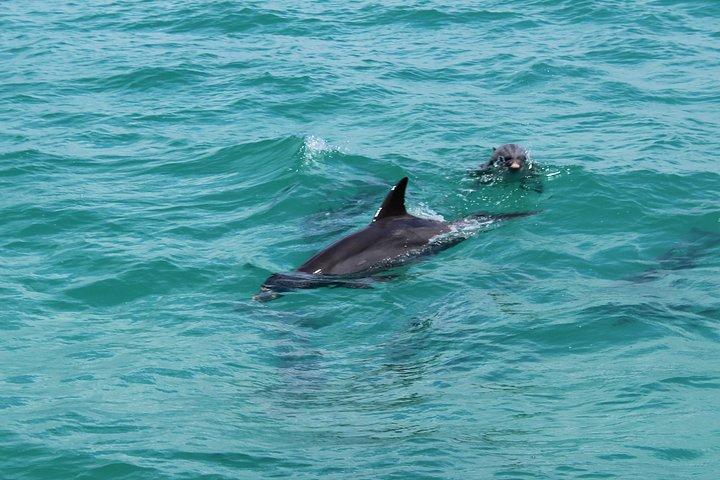 Key West Tours from Miami: Dolphin Discovery, Snorkeling & More !
