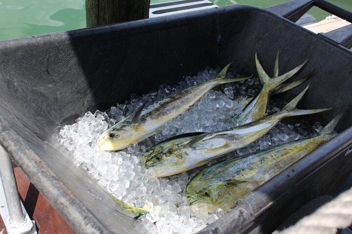 Key West Tours from Miami: Dolphin Discovery, Snorkeling & More !