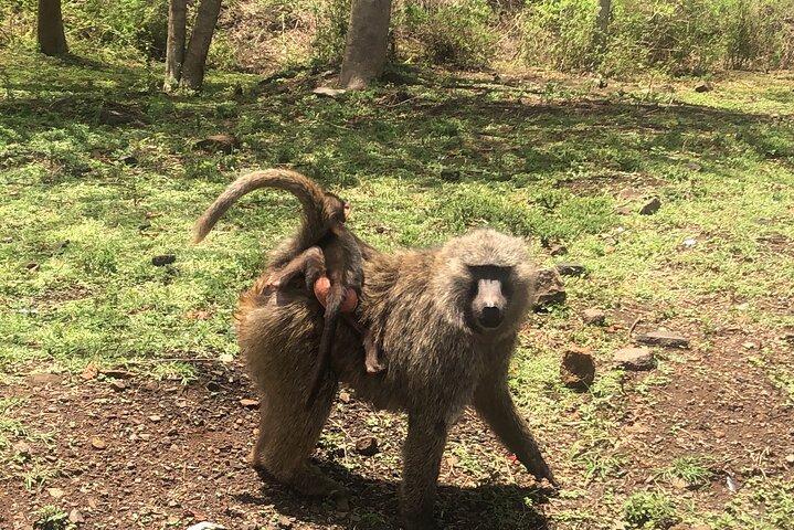 Tour a piedi safari condiviso a Naivasha con giro in barca
