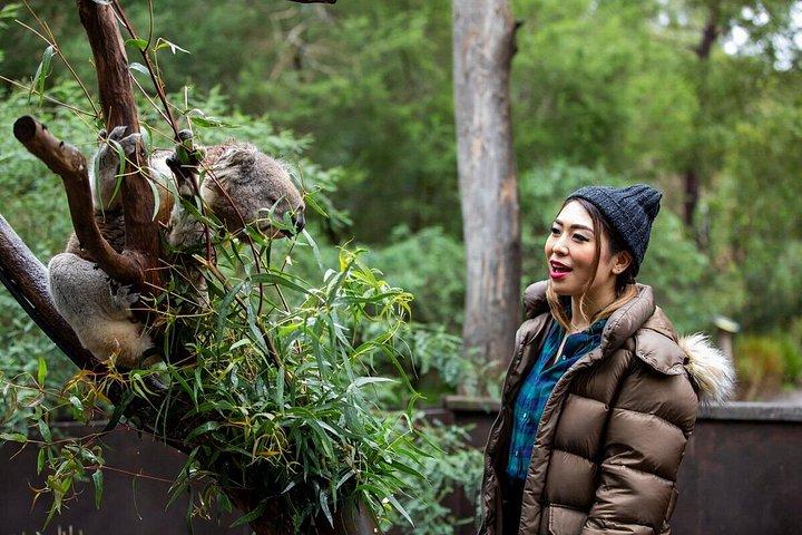 Koala Experience at Healesville Sanctuary - excl. entry