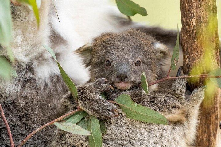 Koala Experience at Healesville Sanctuary - excl. entry