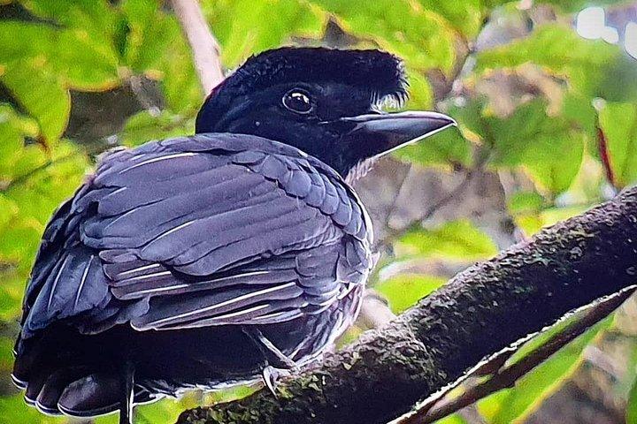 Monteverde Cloud Forest Tour – Small Group and Guide