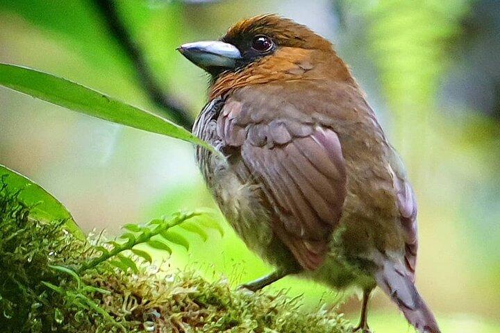 Curi-Cancha Birdwatching Tour in Monteverde