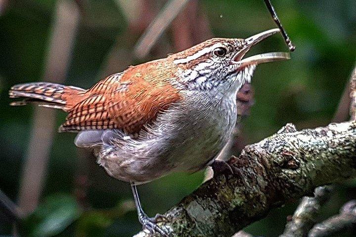 Curi-Cancha Birdwatching Tour in Monteverde