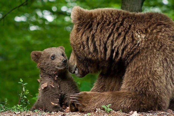 ブラショブのリバティ ベア サンクチュアリとドラキュラ城