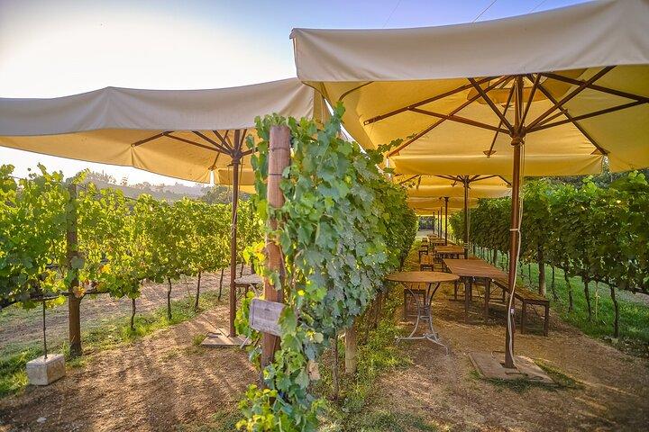 Exklusive Weinguttour mit Verkostung und Abendessen im Chianti-Weingut