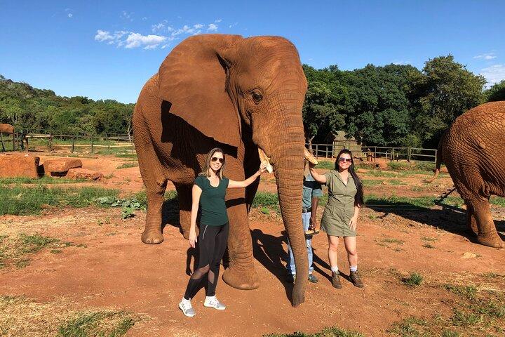 Elephant & Monkey Sanctuary Tour fra Johannesburg