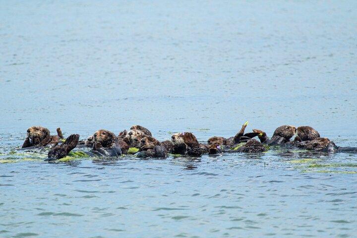 Wildlife Safari Boat Tour in Scenic Monterey Bay Wetland