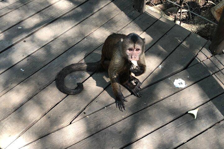 ヨハネスブルグからの象と猿の保護区ツアー