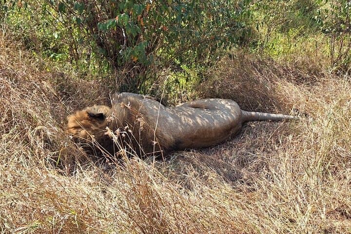 3-Day Private Guided Tour in Masaai Mara Safari