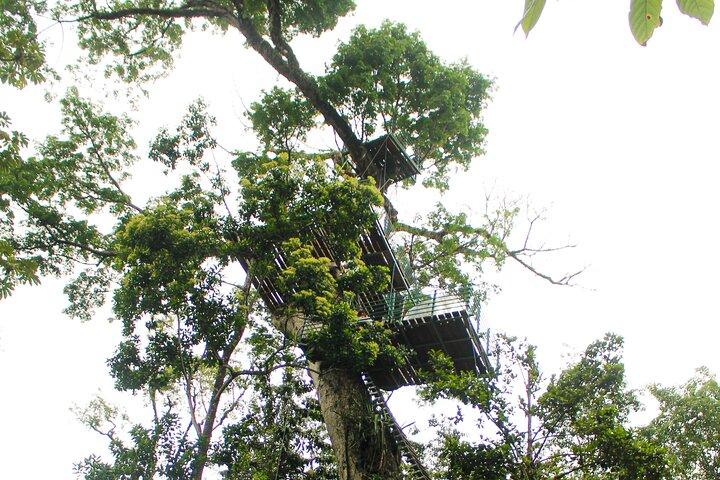 Verticaal Multi-Avontuurpark - Reuzenbomen