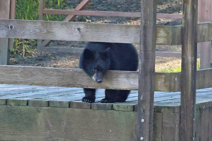 ケチカンで2時間の野生動物と文化小型バン小旅行