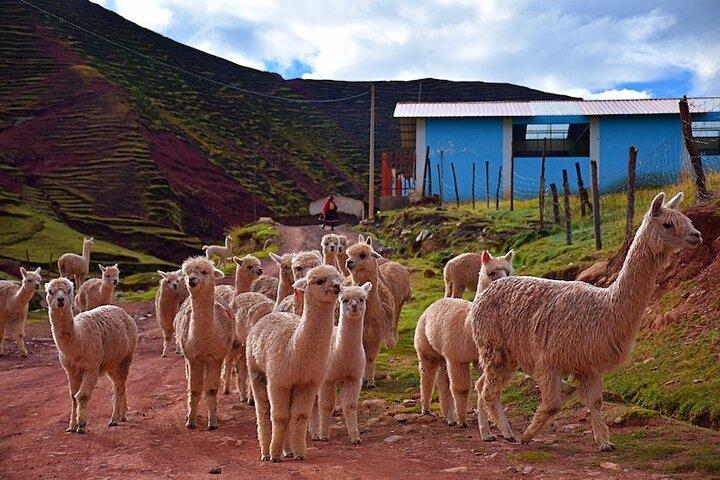 Palccoyo Rainbow Mountain de Cusco avec transferts et déjeuner
