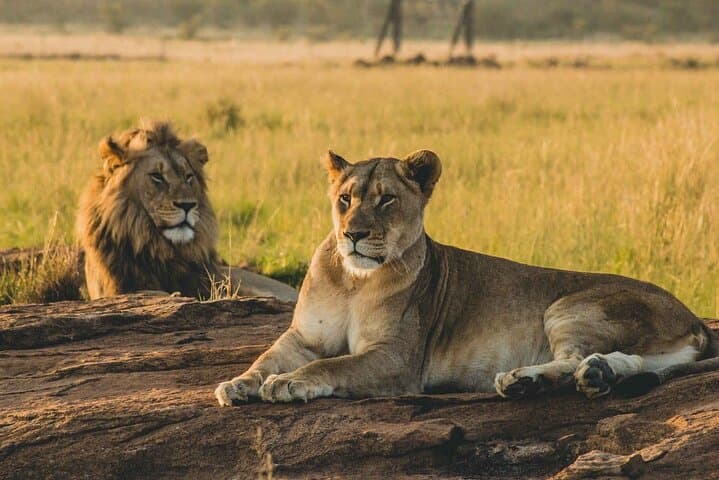 1 Day private Safari to Mikumi N park from Zanzibar by flight