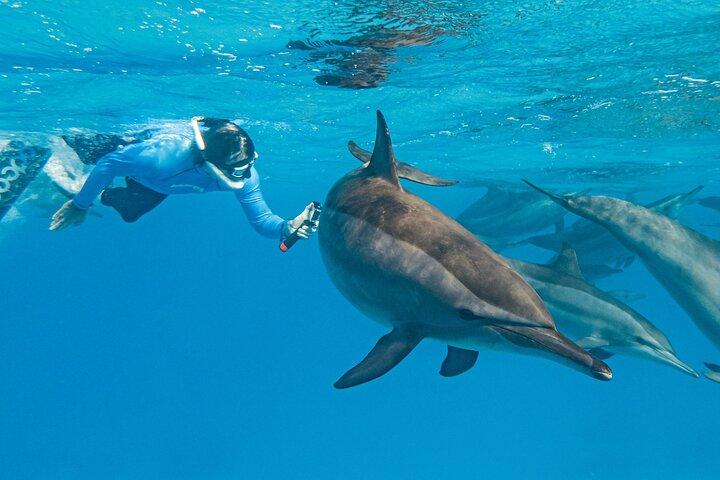 Dolphin House Samadai Reef Snorkeltur från Marsa Alam