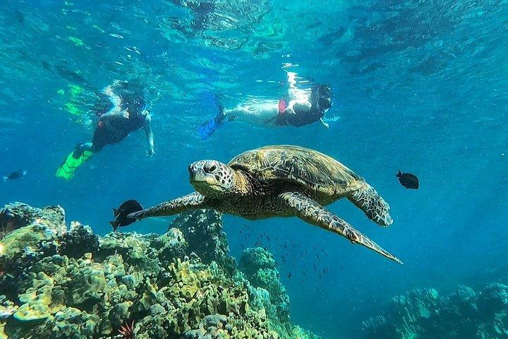 Kayak e Snorkel: Maui West Shore